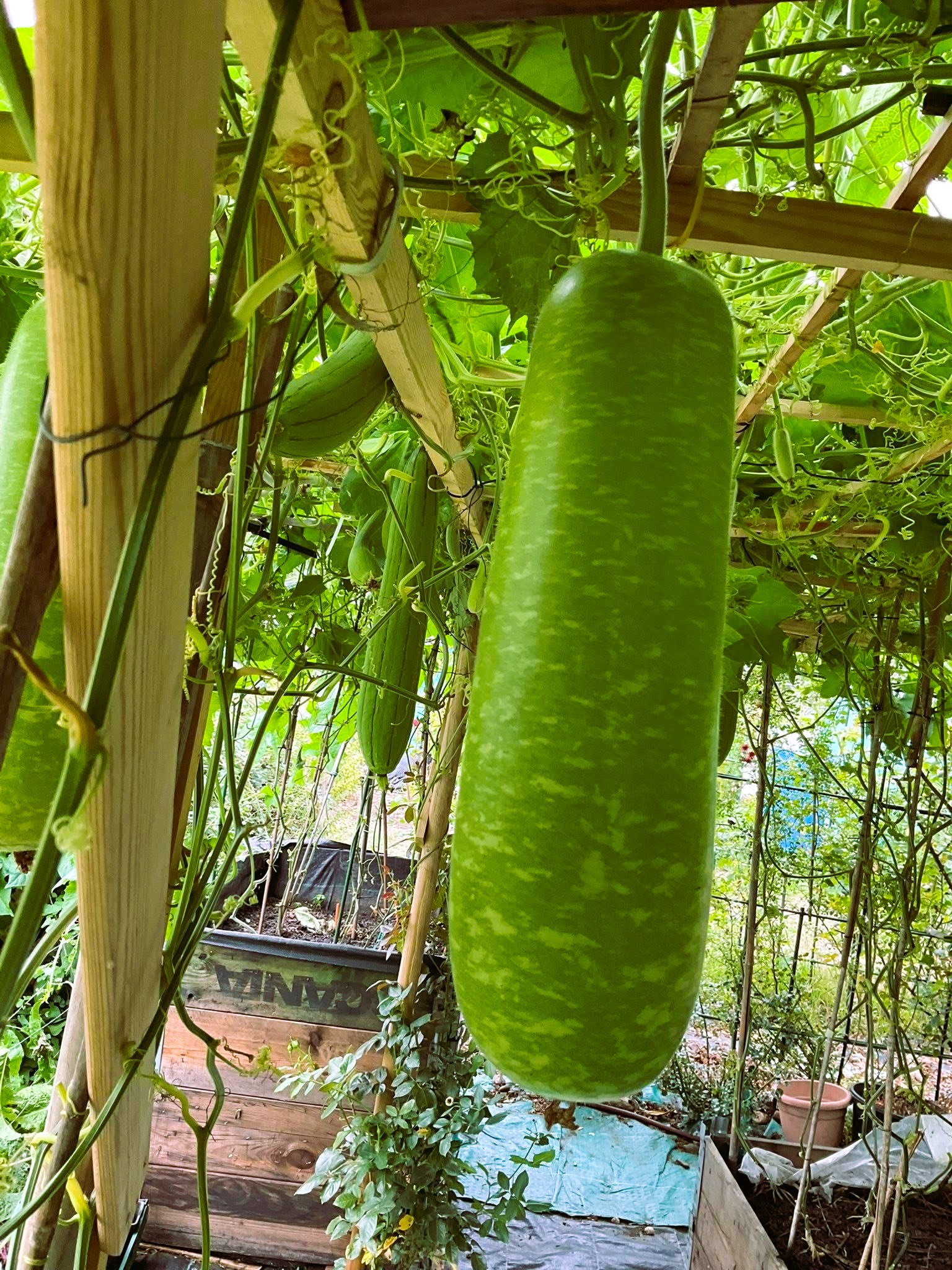 Courgette